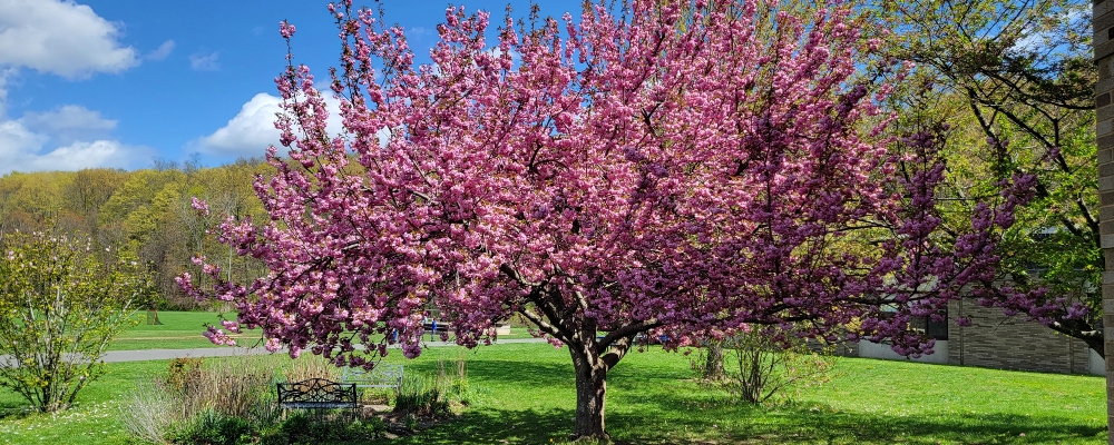 Spring at JRMS-Cherry Blossom